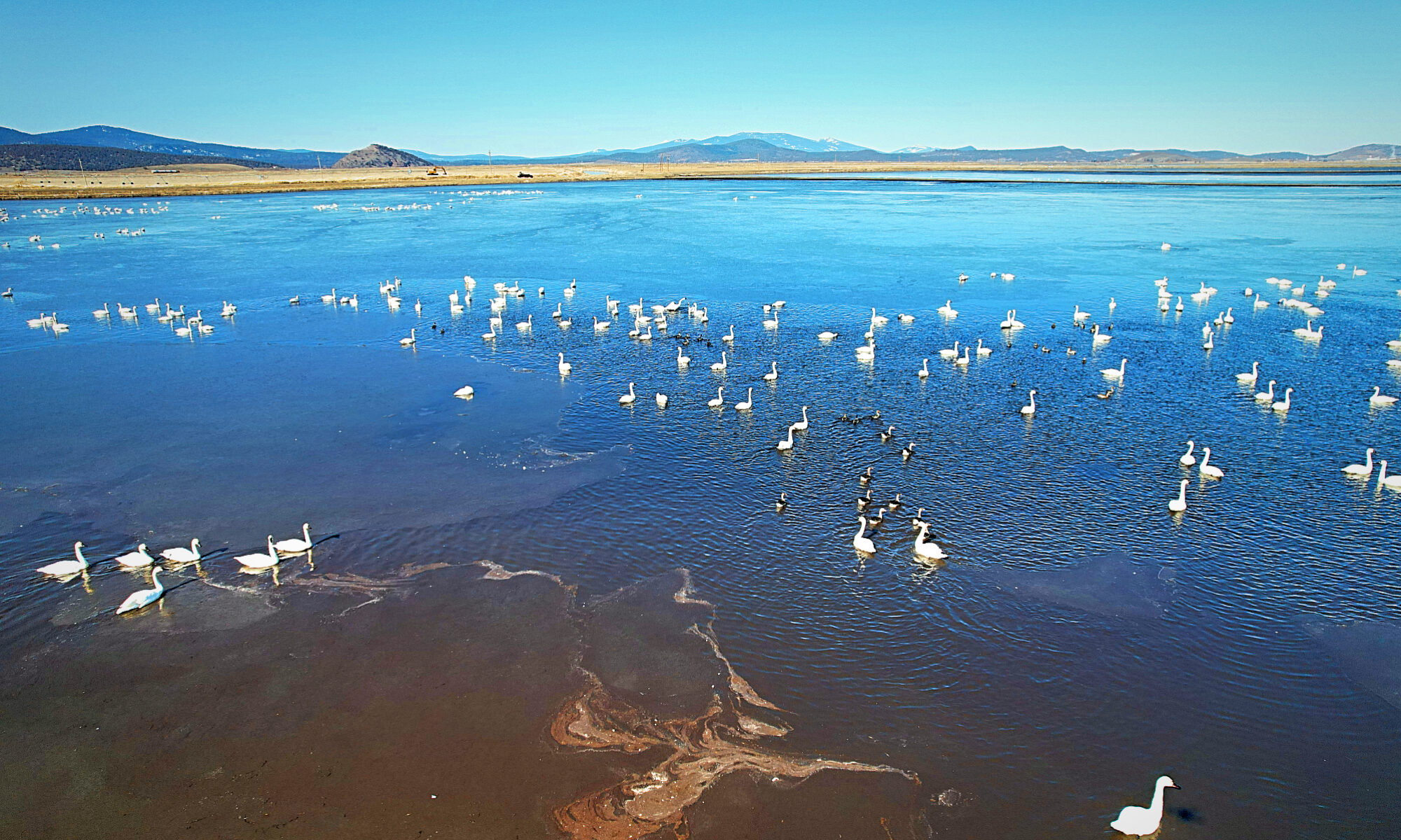 Swans in flooded field in Klamath Drainage District. Photo by Scott White